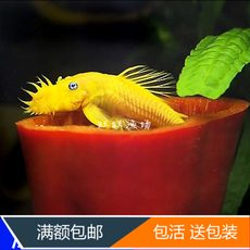 【黄金大胡子鱼】_宠物_黄金大胡子鱼图片_价格 - 淘宝网
