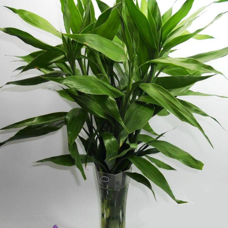 【植物富贵竹】_特价富贵竹图片_价格_搭配分享 - 爱逛街