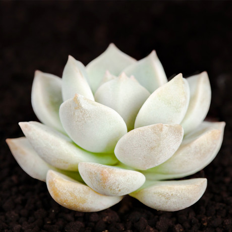 花景天|多肉植物白牡丹 盆栽多肉经典品种入门级多肉办公花卉盆栽