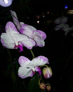 HOT -SELLING PHALAENOPSIS FLOWER MIAO SHANGSI COUNTY Indoor Desktique Flowers and Green Plant Pots Blossoming