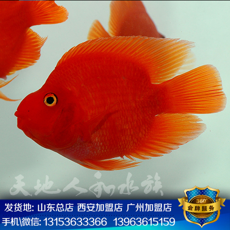 血鸚鵡魚 aaa元寶紅財神鸚鵡魚苗發財風水熱帶魚觀賞魚包活體包郵