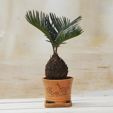 盛天下 绿植|陶瓷花盆铁树|苏铁 花卉盆景树桩盆栽 桌面花草