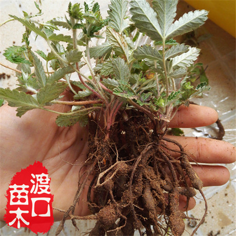 野生 翻白草苗 叶下白降血糖中药材苗 草药种子 阳台盆栽2份包邮