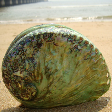 新西兰鲍鱼贝 超大号螺贝收藏 礼物 天然珍稀贝壳 实拍图 包邮