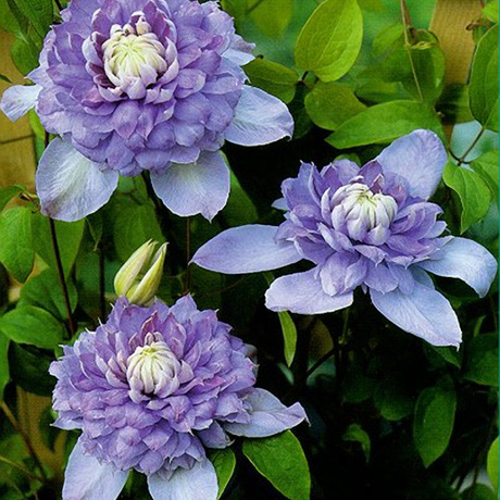 蓝光铁线莲,排名第1蓝色品种,3年尾货根系少,耐热