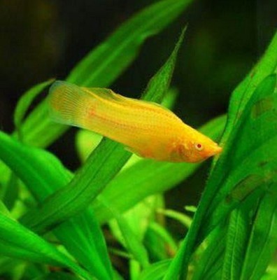 热带鱼活体/金玛丽 黄玛丽