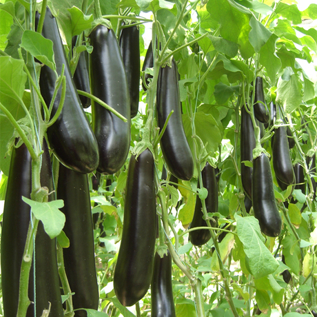 爱逛街为您找到长茄种子相关的宝贝,您可以在下面的板块中挑选喜欢的