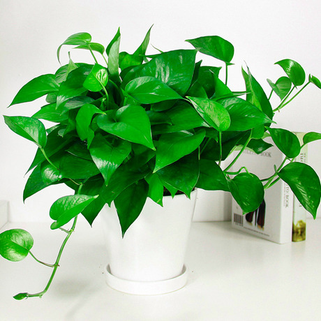 爱逛街为您找到室内盆栽除甲醛相关的宝贝,您可以在下面的板块中挑选