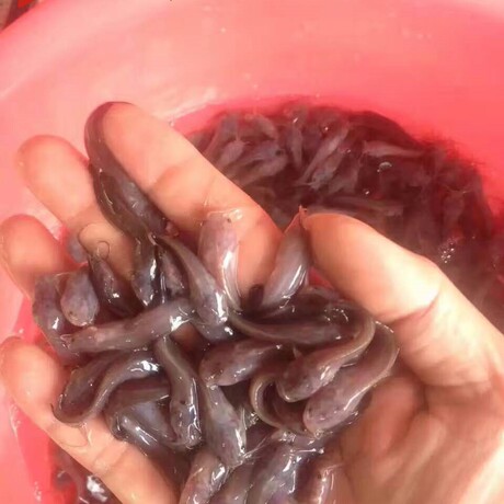 特价胡子鲶鱼苗 本地塘鲺鱼苗 塘角鱼 埃及鲶鱼大口鲶 淡水鱼活体