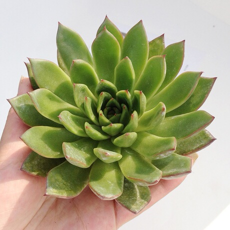 圣诞冬云 多肉植物 冬云 超大颗 10cm 数量有限