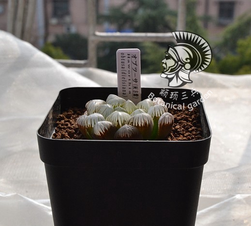 

Семена Three soldiers Haworthia