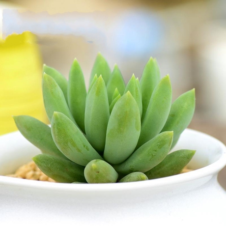 千佛手多肉植物防辐射无土栽培健康时尚车载家居净化神器奇趣植物