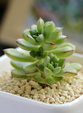 山水园艺 厚叶蓝鸟粉蓝鸟单头有根5cm 荷兰进口多肉植物绿植盆栽