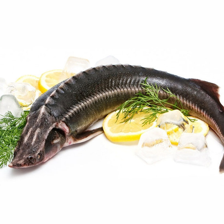 东江湖5a景区,国家一级水质,新鲜淡冷水鲟龙鱼整条23元/500g