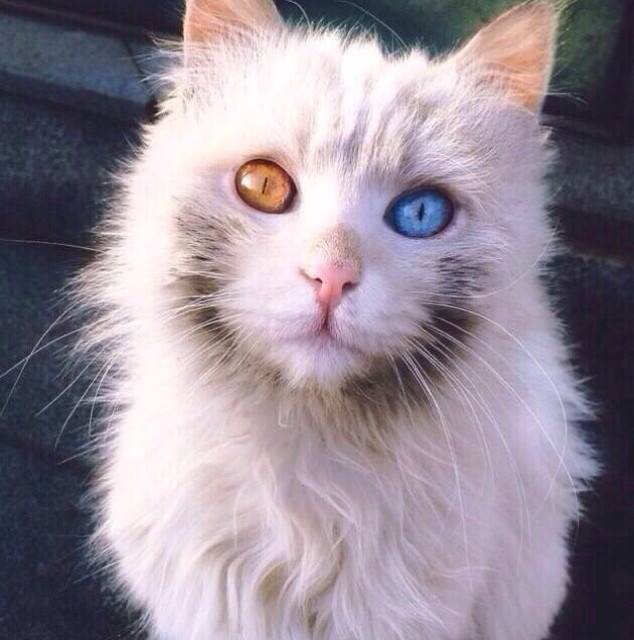 怡然宜家◆ikea 史丹 削皮刀(尖 颜色随机)◆专业宜家代购