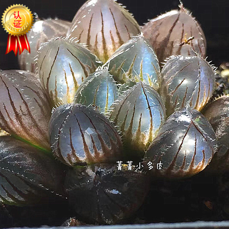 巨大赤线玉露 玉露 十二卷多肉植物 保品种 透蓝光 主图是状态图