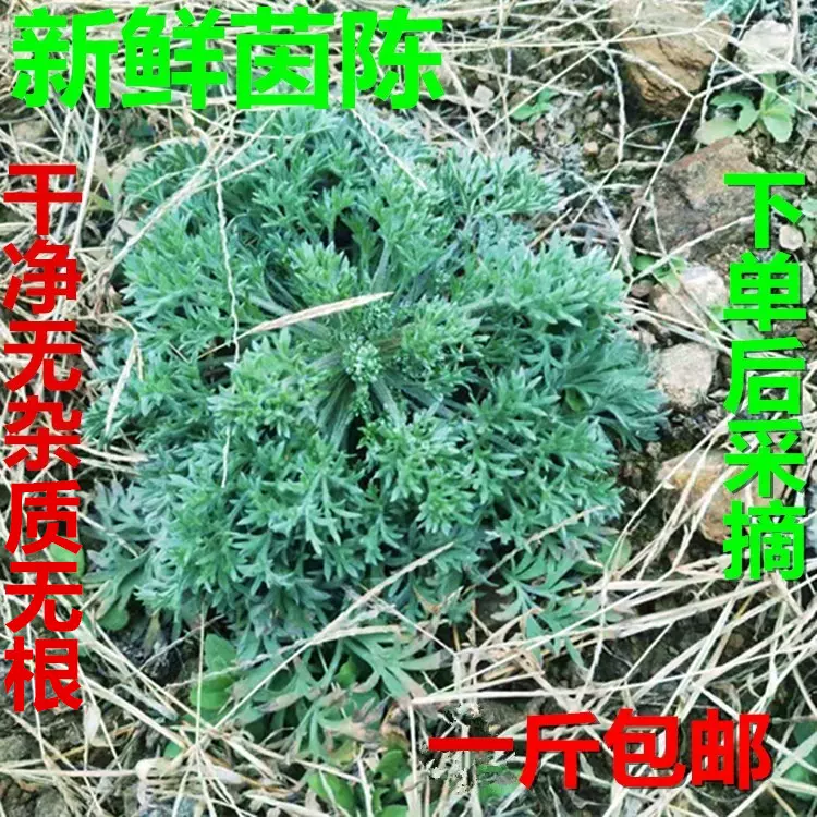 新鲜黄花蒿青蒿黄蒿黄蒿草苦蒿臭蒿婴儿泡澡捂酱豆一斤包邮