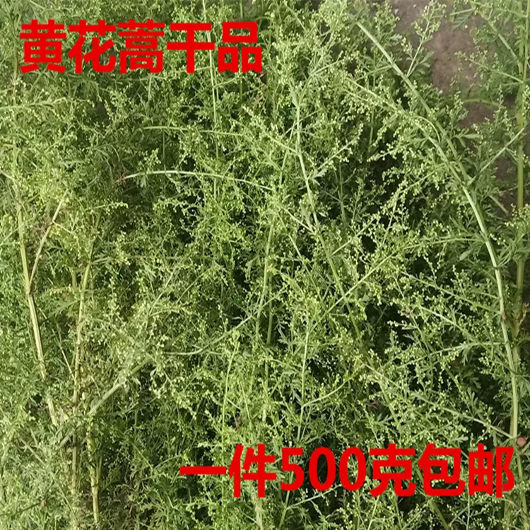 新鲜黄花蒿青蒿黄蒿黄蒿草苦蒿臭蒿婴儿泡澡捂酱豆一斤包邮