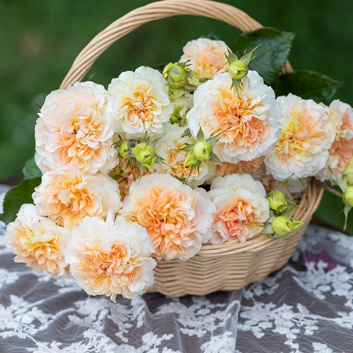 Садовая роза Heidi's Garden Rose Seartings Новые звезды сияют на горшечном горшке, посадке во дворе в горшках