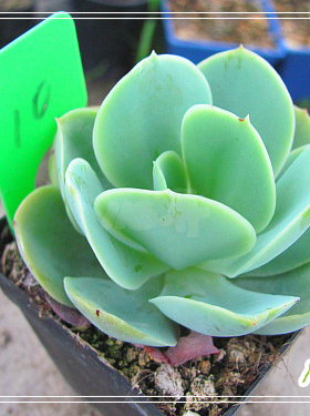 118弄 多肉 多肉植物 蓝云杉锦 一物一图一拍