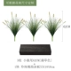 Little Wolf Tail Botanical Pack A [Puwa Color 55 см]