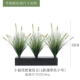 Little Wolf Tail Botanical Group A (Pucao Color 55 см]