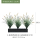 Little Wolf Tail Botanical Group A [Forest Green 55 см]]