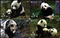 Коллекция телефонных карт JD42 Panda Animal 1 набор из 4 Tweat IP -карт.
