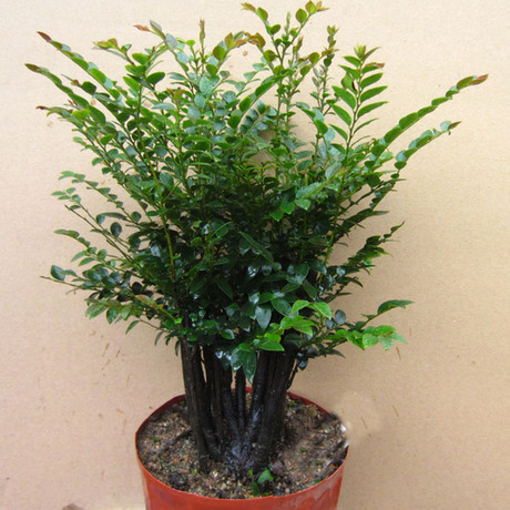 爱逛街为您找到小叶檀香紫檀相关的宝贝,您可以在下面的板块中挑选