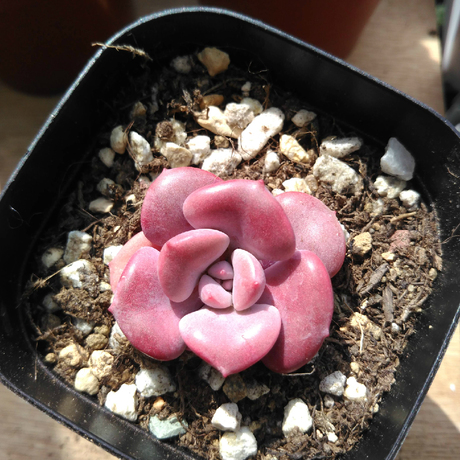 多肉桃之霜 多肉植物新品好多肉888