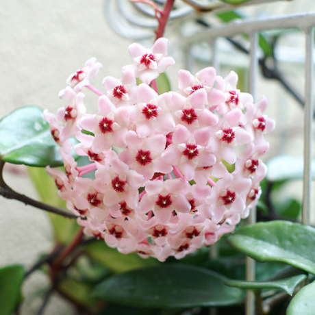 新到货:绿植 小盆栽 绿叶球兰 状态好 (三棵装)