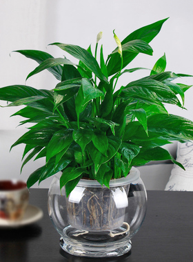 爱逛街为您找到绿色盆栽花卉相关的宝贝,您可以在下面的板块中挑选