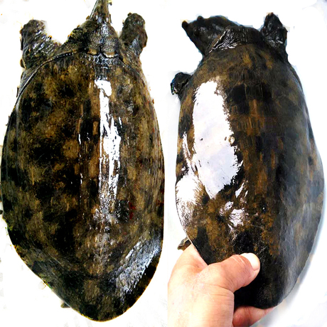 爱逛街为您找到野生甲鱼相关的宝贝,您可以在下面的板块中挑选喜欢的