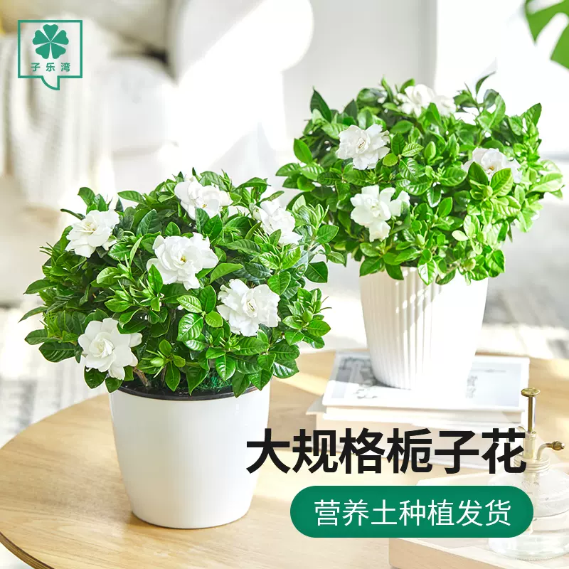 栀子花盆栽带花苞家居四季开花观花植物室内好养的