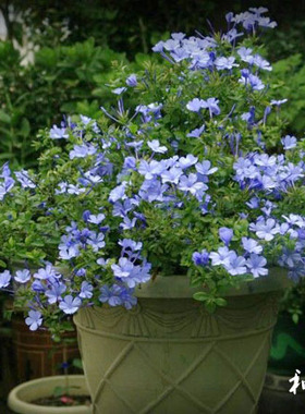 日月新品 雪女月季花苗 浓香大花直立白色切花盆栽抗病性非常好