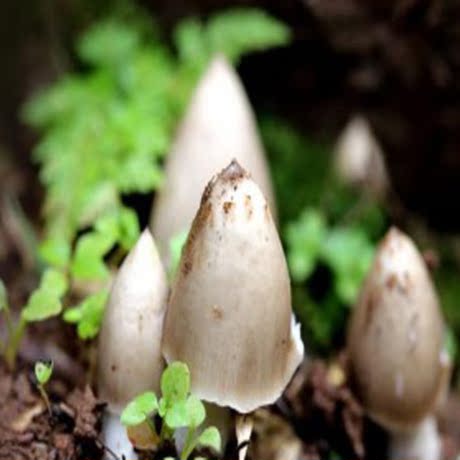 雲南野生菌