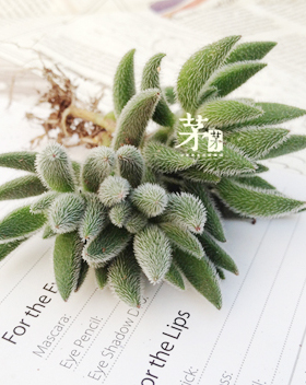 多肉植物 康兔子 漂流岛 稀缺品种