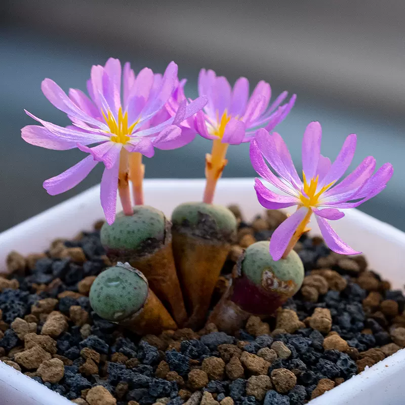 唐扇Aloinopsis schooneesii 多肉植物塊根實生番杏-Taobao