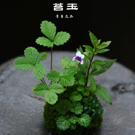 爱逛街为您找到苔玉相关的宝贝,您可以在下面的板块中挑选喜欢的宝贝