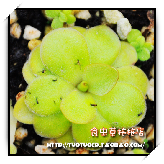 

Cordyceps food shop 1035