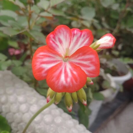 盈盈花卉 多年生草本 直立型天竺葵 棒棒糖 好养易开花