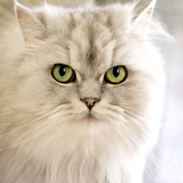 多肉植物 景天植物生石花专用 土虫丹 50克散装 预防根粉蚧专用