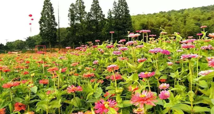 朝阳花谷景区图片