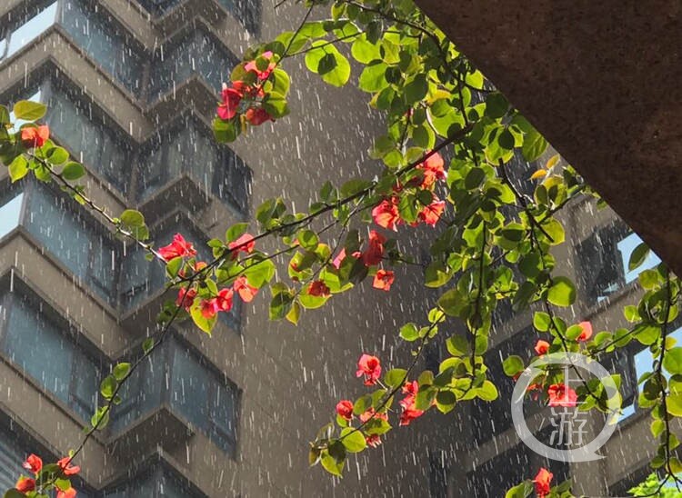 5月2日,主城下了一场太阳雨.上游新闻-重庆晨报记者 杨新宇 摄