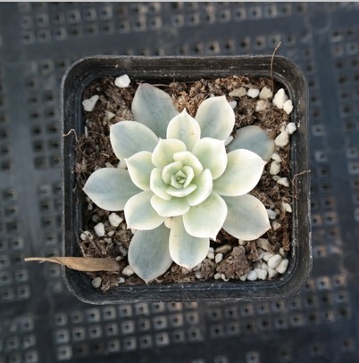多肉植物【皮氏锦】绿植 花卉 吸甲醛防辐射