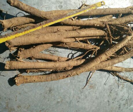 2015 包邮 地裏刚挖新鲜大棒黄芪 党参当归大黄都有