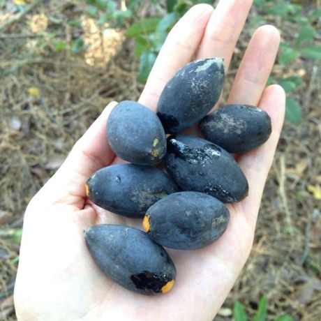 1斤新鲜乌榄自产自销黑橄榄从化特产山西乌榄木威子水果油榄现摘