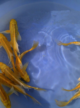 【三桥斗鱼】中国红化斗鱼活体 热带鱼观赏鱼 白红化德国火焰斗鱼