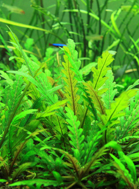 老顾水草南美青竹/中后景水草 100%水中叶 自家种植免包装费