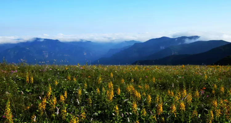 山西沁水历山荒野森林公园图片